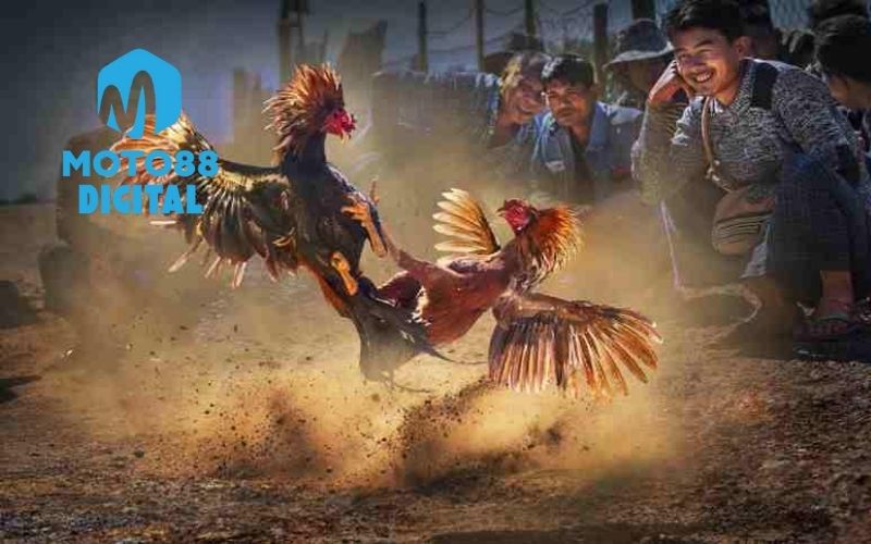 mẹo tăng sức bền cho gà đá
